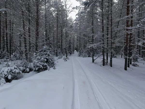 Vista Dall Alto Una Foresta Inverno Paesaggio Della Natura Una — Foto Stock