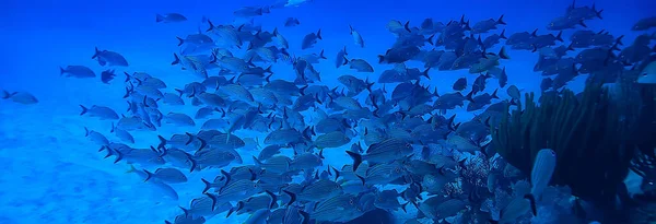 Escola Peixes Foto Subaquática Golfo México Cancún Recursos Pesca Biológica — Fotografia de Stock