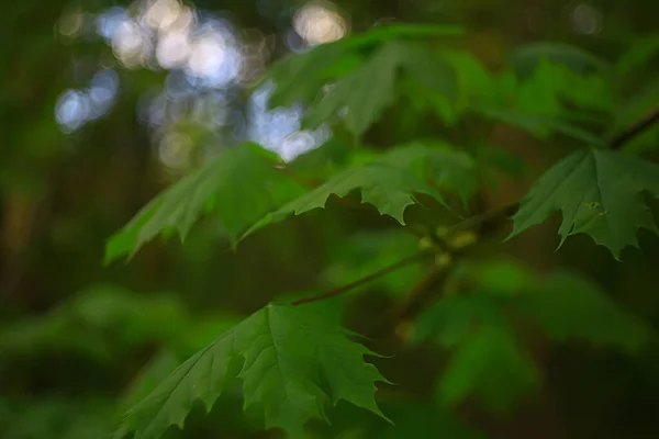 Branches Young Green Leaves Buds Seasonal Background April March Landscape — Stock Photo, Image