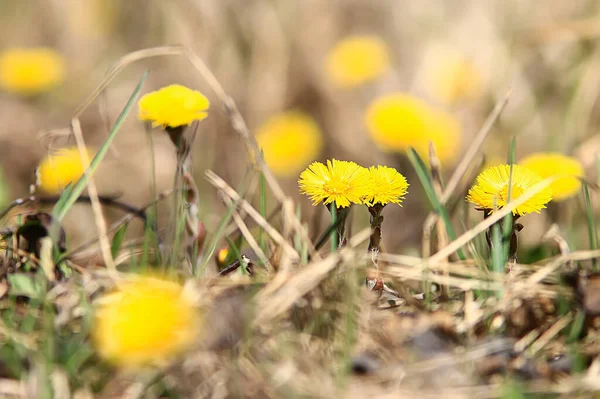 Mor Och Styvmor Gula Blommor Våren Bakgrund Abstrakt Våren Bakgrund — Stockfoto