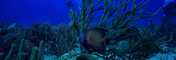 サンゴ礁の水中風景暖かい海のラグーン水の生態系の下で見る — ストック写真