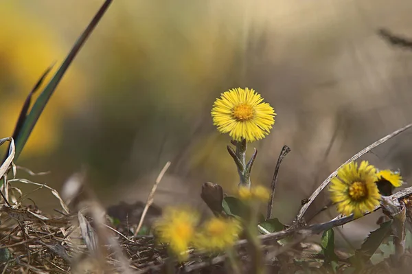 Madre Matrigna Giallo Fiori Primavera Sfondo Astratto Primavera Sfondo Con — Foto Stock