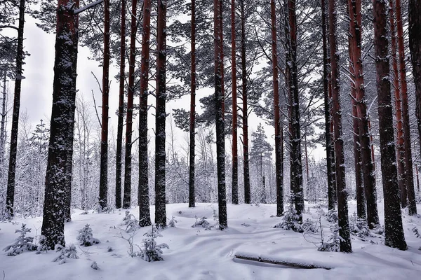 Viaggio Canada Paesaggio Forestale Invernale Vista Stagionale Panorama Nella Foresta — Foto Stock