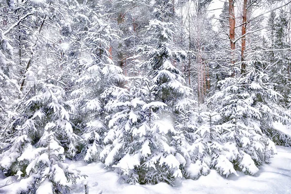 Inverno Uma Paisagem Floresta Pinheiro Árvores Cobertas Neve Janeiro Uma — Fotografia de Stock