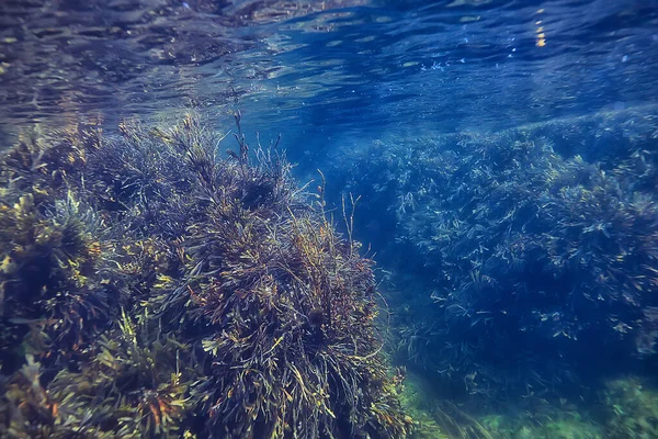 珊瑚礁水下景观 温暖海中的泻湖 水生态系统下的景观 — 图库照片