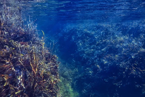 Onderwater Landschap Rif Met Algen Zee Noord Zicht Het Koude — Stockfoto