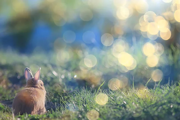 春のウサギ緑の野イースターのシンボル美しい4月のイースターの背景 — ストック写真