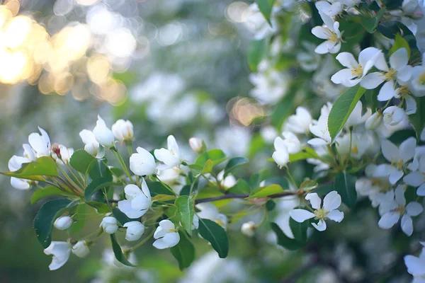 Abstrakcyjny Jabłoń Kwiaty Tło Wiosna Rozmyte Tło Gałęzie Kwiatem — Zdjęcie stockowe