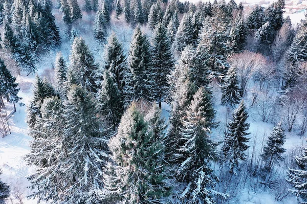Pohled Shora Les Zimě Krajina Přírody Zasněženém Lese Letecká Fotografie — Stock fotografie