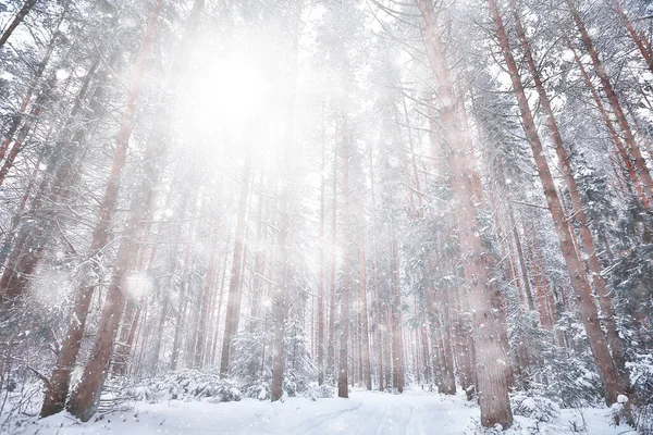 降雪林背景 白色雪花落在森林景观中 圣诞节背景 — 图库照片