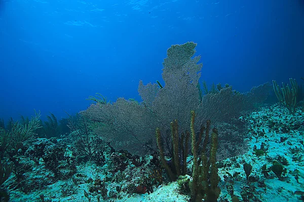 산호초의 바다에 생태계 아래서 바라본다 — 스톡 사진