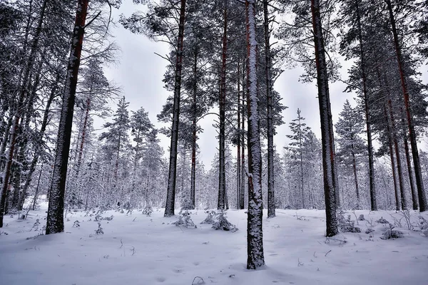 travel to canada winter forest landscape, seasonal view, panorama in the forest covered with snow