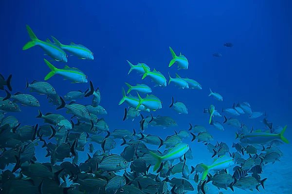 Fischschwärme Unter Wasser Golf Von Mexiko Cancun Biologische Fischereiressourcen — Stockfoto