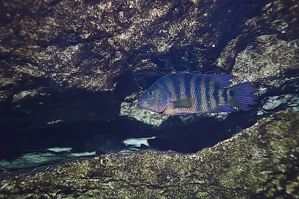 サンゴ礁の水中風景暖かい海のラグーン水の生態系の下で見る — ストック写真