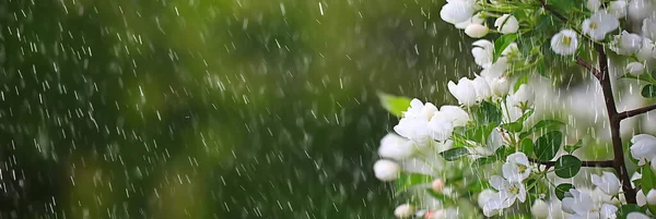 Wiosenne Kwiaty Krople Deszczu Abstrakcyjne Niewyraźne Tło Kwiaty Świeży Deszcz — Zdjęcie stockowe