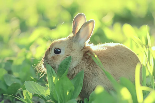 Vår Kanin Ett Grönt Fält Påsk Symbol Vacker April Påsk — Stockfoto