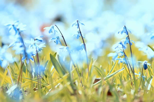 Wilde Blaue Frühlingsblumen Wildblumen Kleine Blumen Verschwommener Abstrakter Hintergrund Viele — Stockfoto