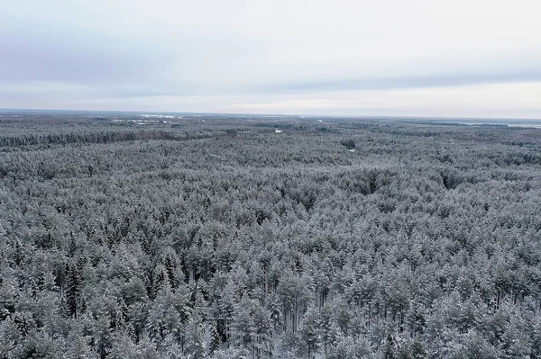 Vista Superior Uma Floresta Inverno Paisagem Natureza Uma Floresta Nevada — Fotografia de Stock