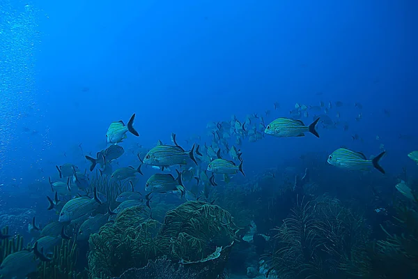 Scuola Pesce Subacqueo Foto Golfo Del Messico Cancun Risorse Pesca — Foto Stock