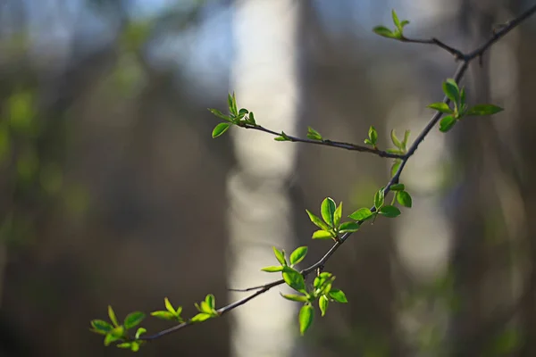 Zweige Aus Jungen Grünen Blättern Und Knospen Saisonaler Hintergrund Aprilmarschlandschaft — Stockfoto