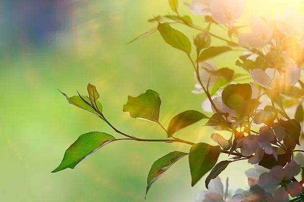 新鲜绿芽背景 抽象春景 新绿色 — 图库照片