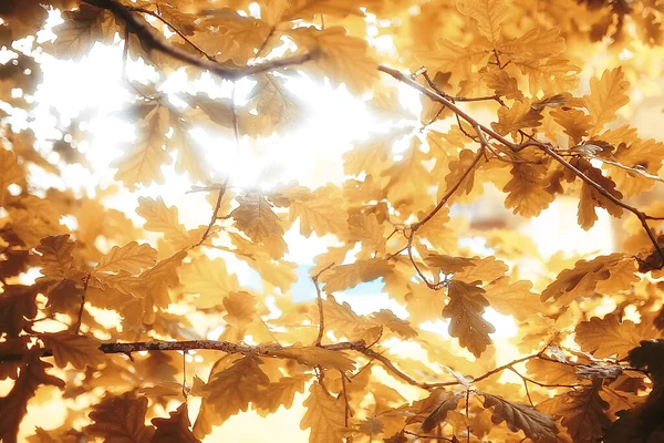 Autunno Giallo Parco Sfondo Astratto Vista Offuscata Alberi Gialli Foglie — Foto Stock