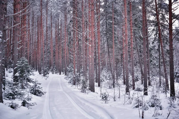 冬季道路景观 美丽的雪地道路景观 — 图库照片