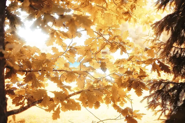 秋の黄色い公園背景黄色の木々や葉の抽象的なぼやけた景色 — ストック写真