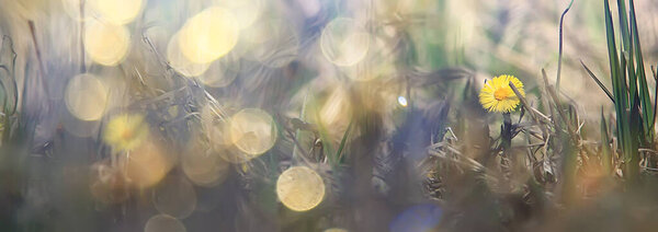 mother and stepmother yellow flowers spring background, abstract spring background with wild flowers