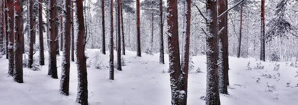 Panorama Hiver Forêt Paysage Neige Vue Saisonnière Abstraite Taïga Arbres — Photo