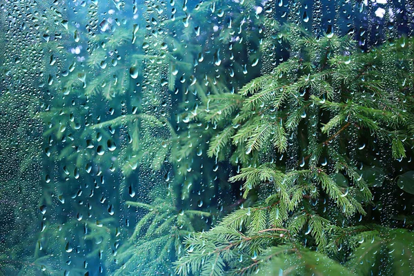 Mata Air Hujan Hutan Cabang Segar Dari Tunas Dan Daun — Stok Foto