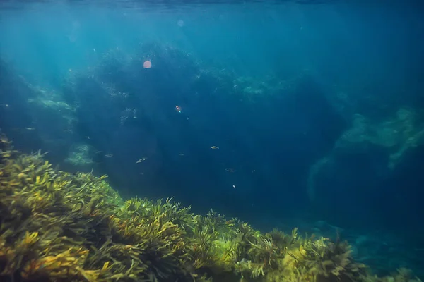 Κοραλλιογενής Ύφαλος Υποβρύχιο Τοπίο Λιμνοθάλασσα Στη Ζεστή Θάλασσα Θέα Κάτω — Φωτογραφία Αρχείου