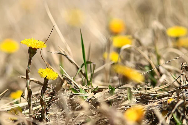 Moeder Stiefmoeder Gele Bloemen Lente Achtergrond Abstracte Lente Achtergrond Met — Stockfoto