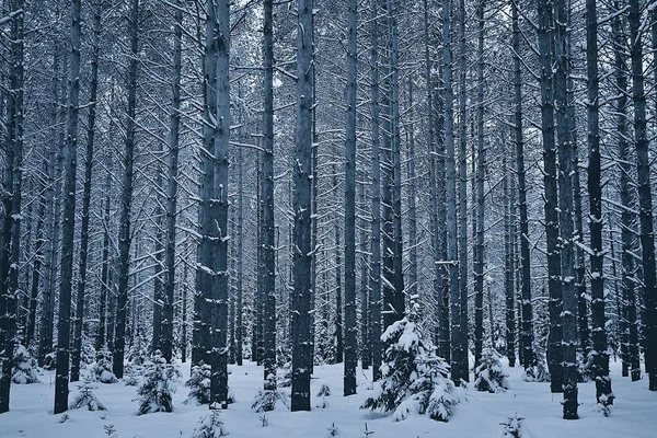 Kanada Kış Ormanlarına Seyahat Mevsimlik Manzara Ormandaki Karla Kaplı Manzara — Stok fotoğraf