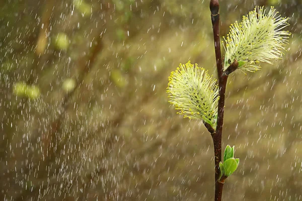 Vår Blommor Regn Droppar Abstrakt Suddig Bakgrund Blommor Frisk Regn — Stockfoto