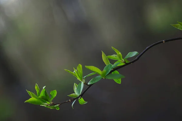 Ramas Hojas Brotes Verdes Jóvenes Fondo Estacional Abril Marzo Paisaje — Foto de Stock