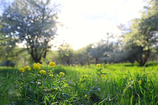 夏抽象花の背景異常な春の背景 — ストック写真