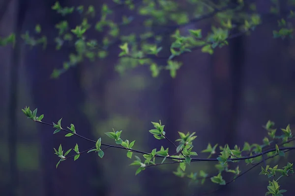 Branches Young Green Leaves Buds Seasonal Background April March Landscape — Stock Photo, Image