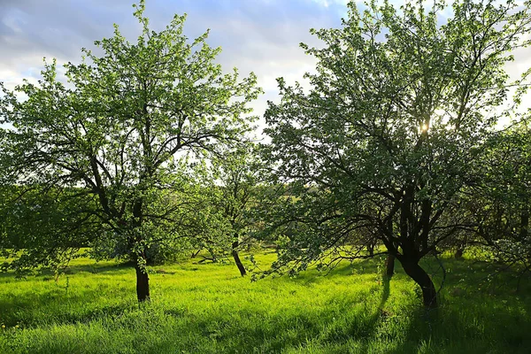 Abstraktní Krajina Jarní Jablečné Zahradě Krásné Sezónní Pozadí — Stock fotografie