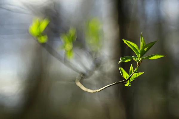 小绿叶和芽的分枝 季节背景 森林中四月的行军景观 — 图库照片