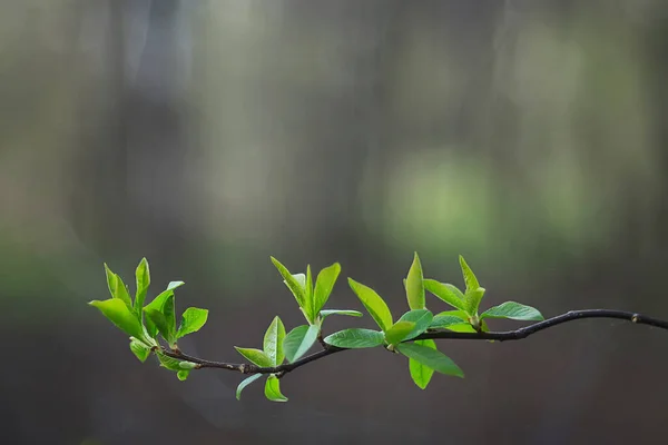 Κλαδιά Από Νεαρά Πράσινα Φύλλα Και Μπουμπούκια Εποχιακό Υπόβαθρο Τον — Φωτογραφία Αρχείου