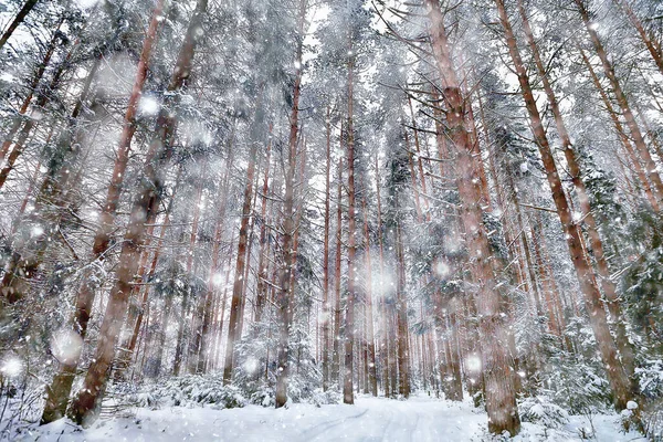 Panorama Hiver Forêt Paysage Neige Vue Saisonnière Abstraite Taïga Arbres — Photo