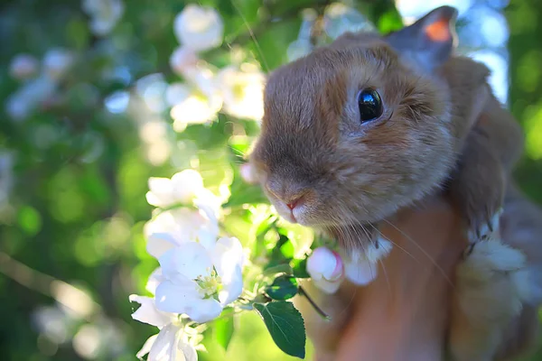 Easter Bunny Blooming Cherry Branches April Seasonal Spring Background — Stock Photo, Image