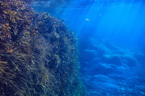 Altı Resifleri Yosunlar Deniz Kuzeyi Soğuk Deniz Ekosistemi Manzarası — Stok fotoğraf