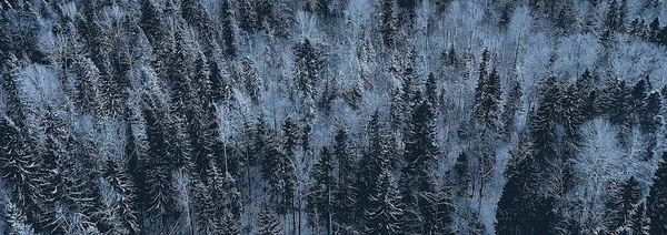 Panorama Vinter Skog Landskap Snö Abstrakt Säsongsutsikt Över Taiga Träd — Stockfoto