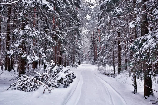 Travel Canada Winter Forest Landscape Seasonal View Panorama Forest Covered — Stock Photo, Image