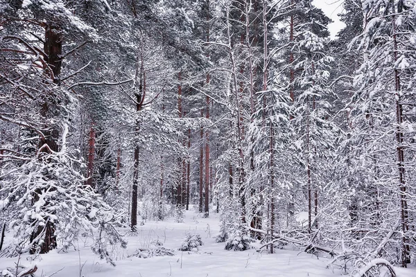 Vinter Tallskog Landskap Träd Täckta Med Snö Januari Tät Skog — Stockfoto