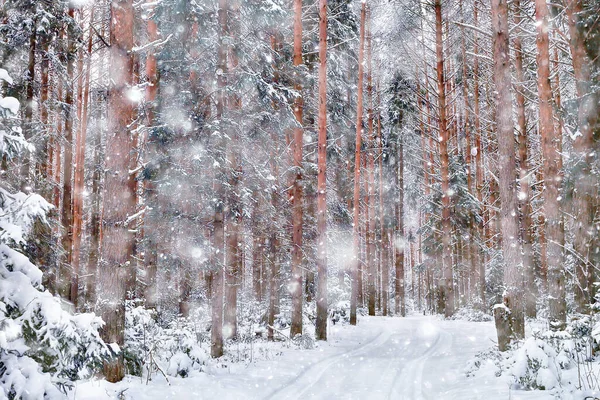 Mattina Inverno Paesaggio Pineta Vista Panoramica Una Luminosa Foresta Innevata — Foto Stock