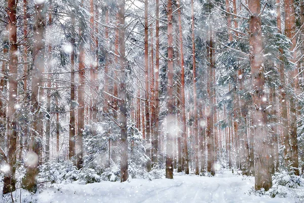 Kanada Kış Ormanlarına Seyahat Mevsimlik Manzara Ormandaki Karla Kaplı Manzara — Stok fotoğraf