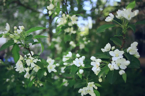 Abstrait Fleurs Pommier Fond Printemps Fond Flou Branches Avec Fleur — Photo